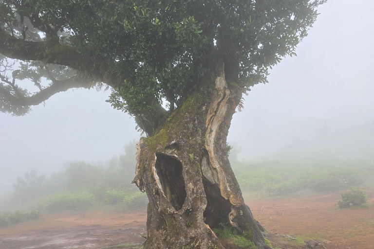 Madeira: Pico do Arieiro Sunrise, Waterfalls, and Fanal Trip