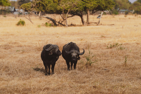 Z Zanzibaru: 2-dniowe safari w Selous z lotami i spacerem po buszuZanzibar: Selous 2-Day Safari with Flights &amp; Bush Walk