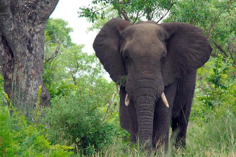 Entebbe, Uganda: 6-Day Gorilla Tracking and Wildlife Safari