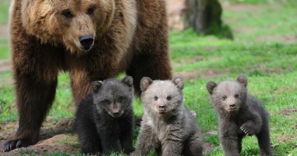 Tagesausflug Bärenschutzgebiet, Schloss Dracula GetYourGuide