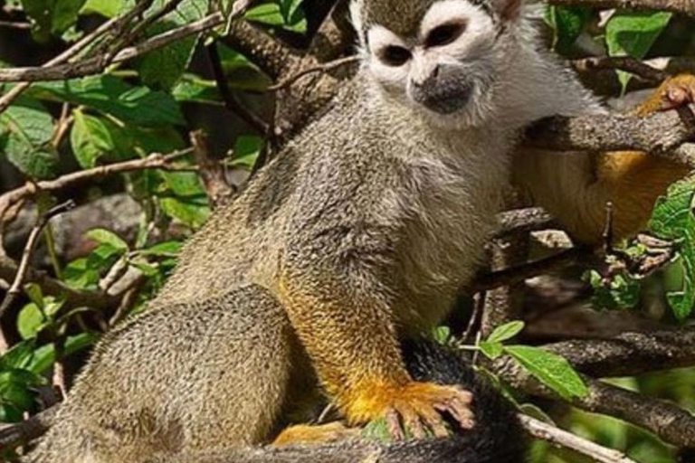 Quito: Zoo Tour with Transportation and Admission or Ticket
