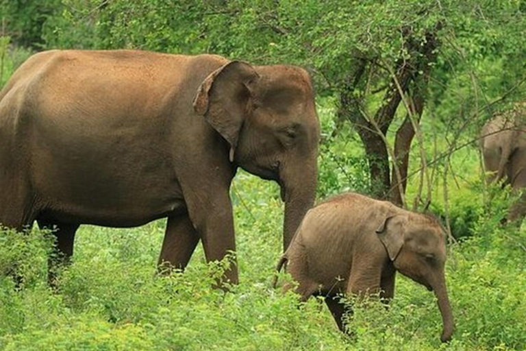 Ella, Bandarawela, or Haputale to Udawalawe Safari Tour