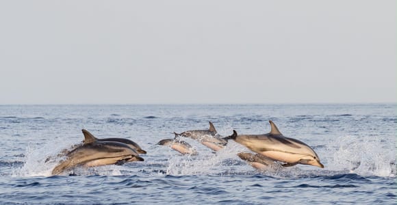 Taormina: Sunset Boat Tour with Dolphins, Music, Pizza and Prosecco