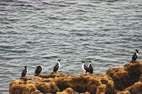 Monte León National Park: penguins, sea lions, and wild coasts
