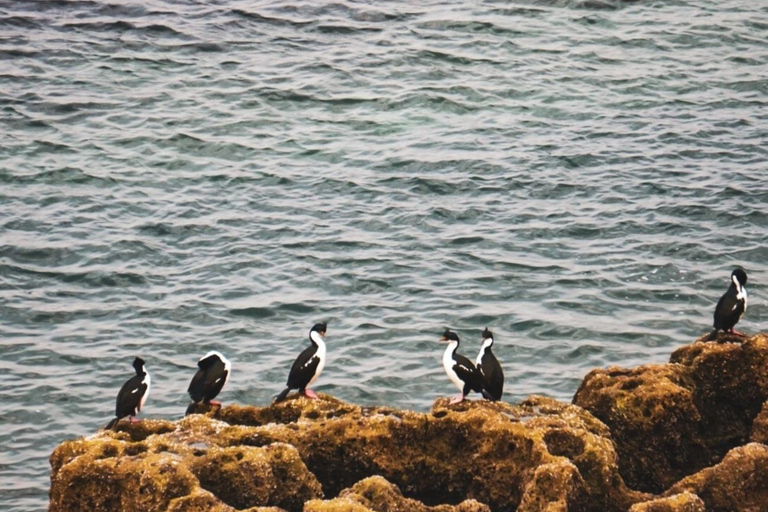 Monte León National Park: penguins, sea lions, and wild coasts