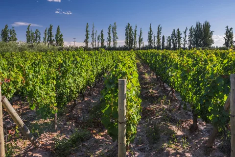 3 Days of Wine and Mountains in Mendoza