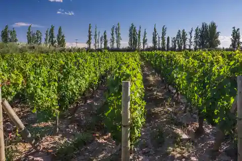 3 Days of Wine and Mountains in Mendoza