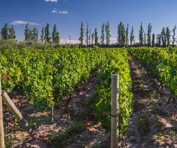 3 Days of Wine and Mountains in Mendoza