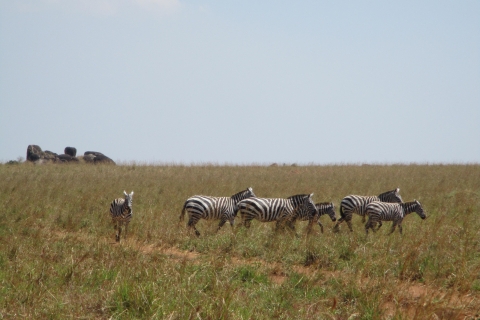 2-Daagse safari naar wilde dieren in Lake Mburo