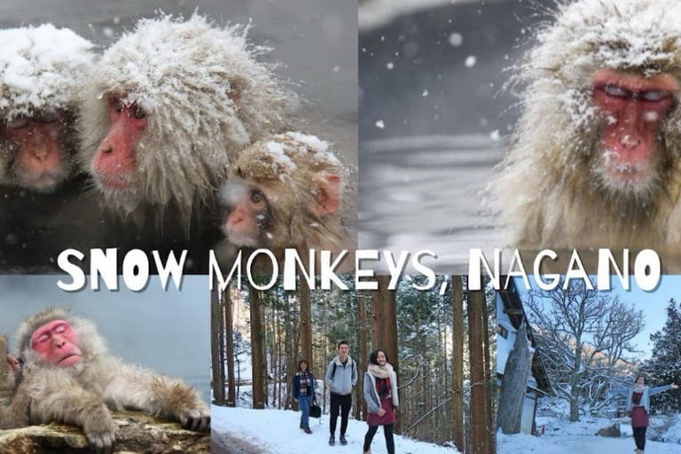 From Tokyo: Nagano Full Day Private Snow Monkey Park Tour