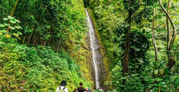 Oahu: Manoa Falls Waterfall Hike with Lunch and Transfers