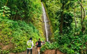 Oahu: Manoa Falls Waterfall Hike with Lunch and Transfers