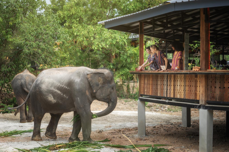 Chiang Mai: Ethical Elephant Feeding & Shower Program