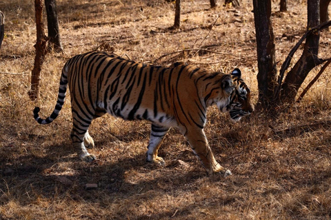 Au départ de Delhi : Triangle d'or de 6 jours et safari des tigres de RanthamboreAvec hébergement dans des hôtels 4 étoiles