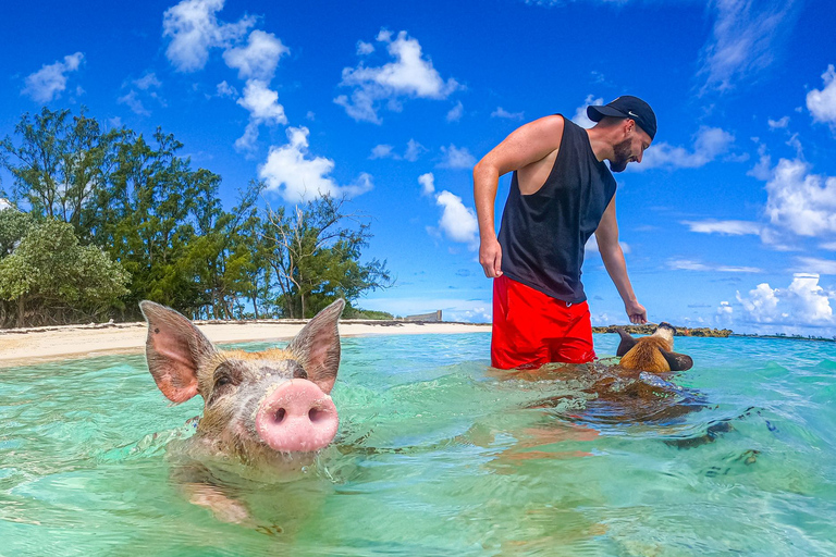 Nassau: Pigs Beach Trip by Boat with Swimming and Feeding