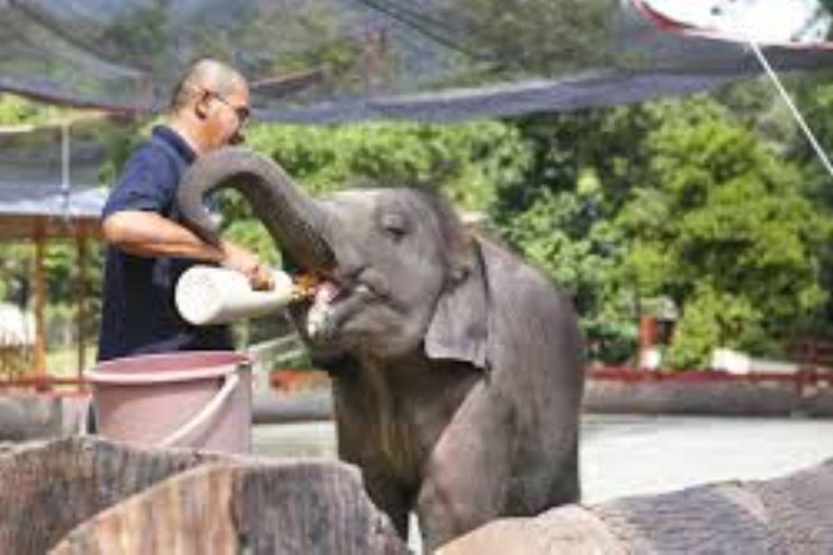 VISITE GUIDÉE DU SANCTUAIRE DES ÉLÉPHANTS AVEC RANDONNÉE GUIDÉE DES CHUTES D'EAU