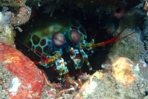 Bali: Amed Night Dive with Equipment and Guide