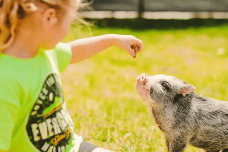 Miami Beach: Everglades Airboat Tours and Rides