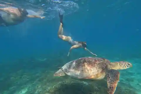 3 Gili island: snorkeling & turtle sanctuary gopro included