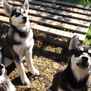 Kemi-Tornio : visite d'une ferme d'husky avec prise en charge à l'hôtel - été