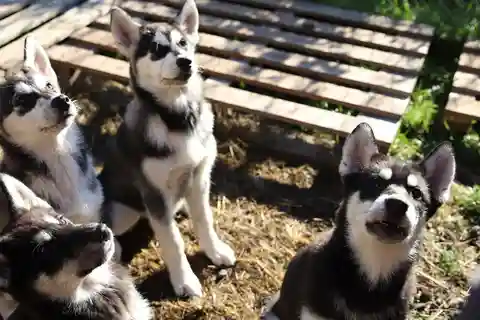 Kemi-Tornio: Husky Farm Visit with Hotel Pickup - summer