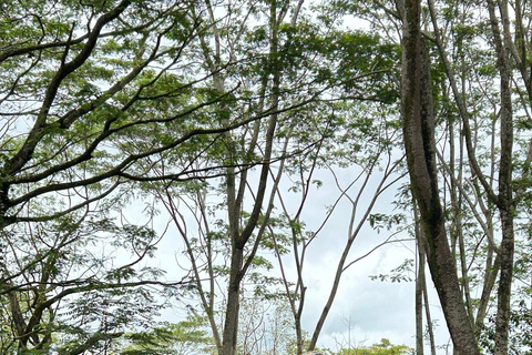 Hilo: Big Island ATV Tour Hilo: Guided ATV Tour