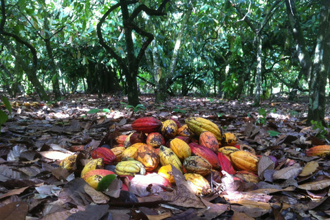 Privé: Punta Cana: buggytour met zwemmen in cenote &amp; MacaoPrivé: Punta Cana: Buggytocht met zwemmen in cenote &amp; Macao