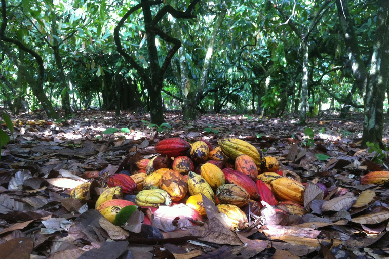 Privé: Punta Cana: buggytour met zwemmen in cenote &amp; MacaoPrivé: Punta Cana: Buggytocht met zwemmen in cenote &amp; Macao