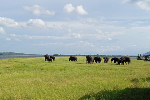 Minneriya: Morning Jeep Safari with Hotel Pickup and Drop-of