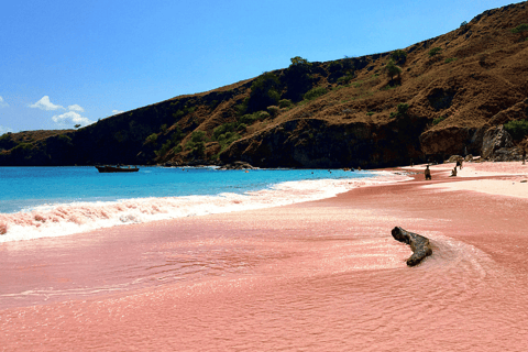 One Day Tour to Komodo by Speed Boat