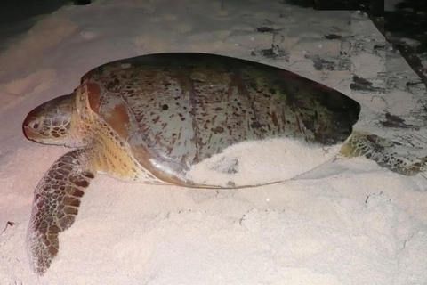 Bayahibe: Saona Island VIP Tour with Lunch & Drinks