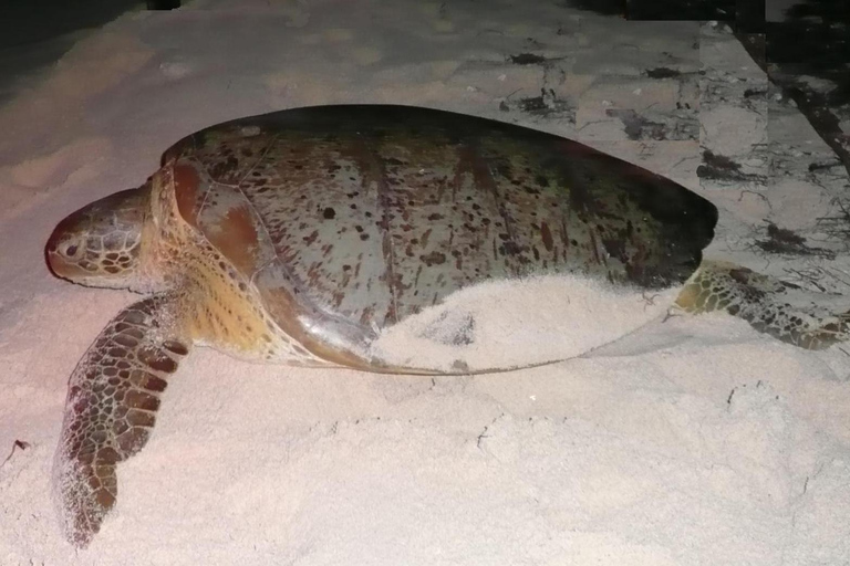 Bayahibe: Saona Island VIP Tour with Lunch & Drinks