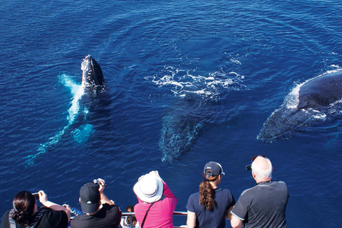 Gold Coast: Hot Air Balloon, Breakfast & FREE Whale Watching