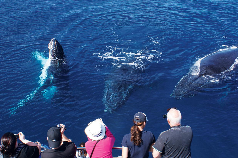 Gold Coast: Mongolfiera, colazione e osservazione gratuita delle balene