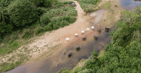 Khao Sok: No-Touch Elephant Tour, Workshop, Lunch & Transfer