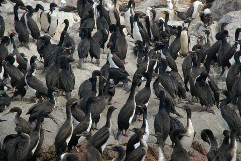 Paracas: Ballestas Islands Boat Tour & Mini Buggy Ride