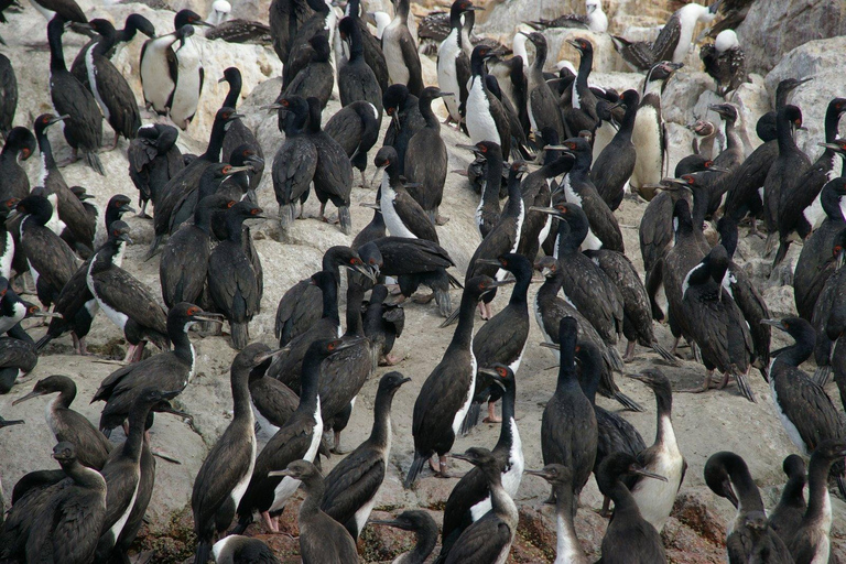 Paracas: Ballestas Islands Boat Tour & Mini Buggy Ride