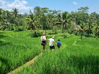 Lombok Rice Terrace Walking Tour & Benang Kelambu Waterfall - Housity