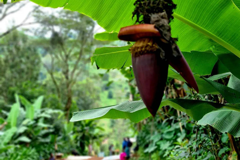 1 Day Private Cultural tour to Materuni Waterfalls & Chemka