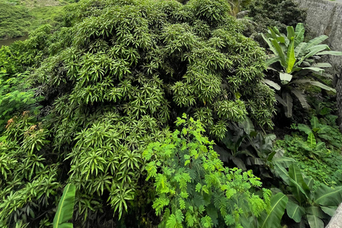 Serra Malagueta - Ribeira de Gongon - Hortelão Hike Hike Serra Malagueta - Ribeira de Gongon - Hortelão