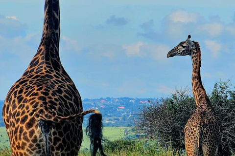 Nairobi National Park Half-Day Safari – Wildlife Game Drive