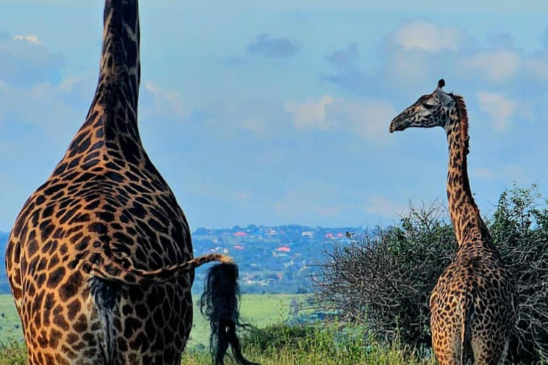 Nairobi National Park Half-Day Safari – Wildlife Game Drive