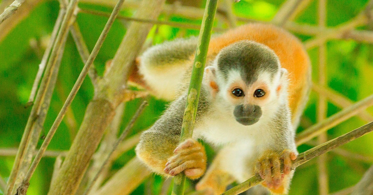 Uvita Terraba Sierpe Wildlife Mangrove Kayak Tour Kostaryka GetYourGuide