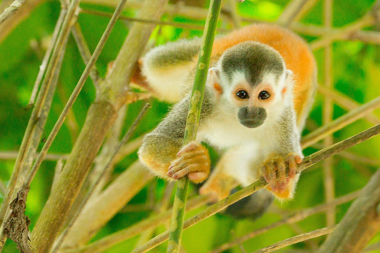 Manuel Antonio : LES 5 MEILLEURES CHOSES À FAIRE Tous les circuits-Costa Rica