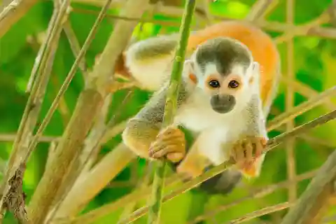 Uvita: Terraba Sierpe Wildlife Mangrove Kajak Tour CostaRica