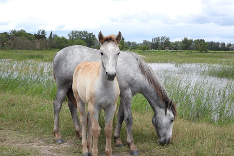Camargue: Special sunrise/sunset photography session with horses and birds Camargue: Special sunrise/sunset photo shoot with horses and birds