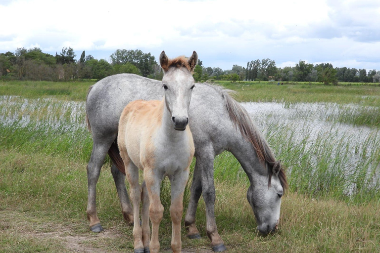 Camargue: Special sunrise/sunset photography session with horses and birds Camargue: Special sunrise/sunset photo shoot with horses and birds