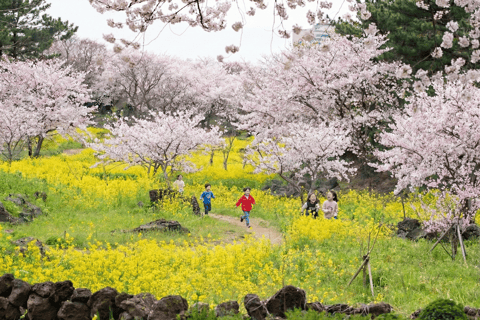 Jeju: Cherry Blossom Tour with Hotel Pickup Jeju cherry Blossom Season Tour : Small Group [Hotel P-up]