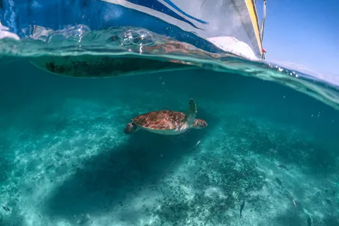Playa del Carmen: Swim & Snorkel w/ Turtles at Akumal Beach