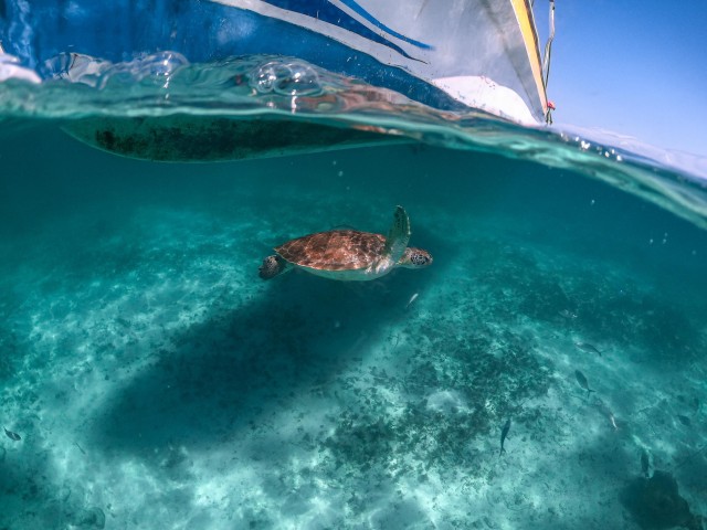 Riviera Maya: Turtles Encounter Akumal Bay Half a Day Tour